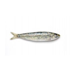 Comprar sardina
