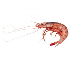 Gamba roja de garrucha fresca a domicilio