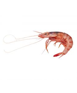 Gamba roja de garrucha fresca a domicilio
