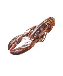 comprar bogavante a domicilio. Marisco cocido para navidad y