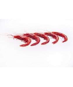 Carabinero Huelva online