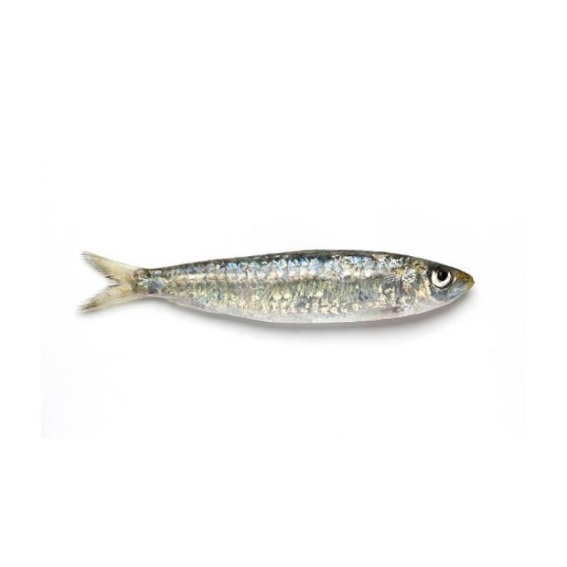 Comprar sardina