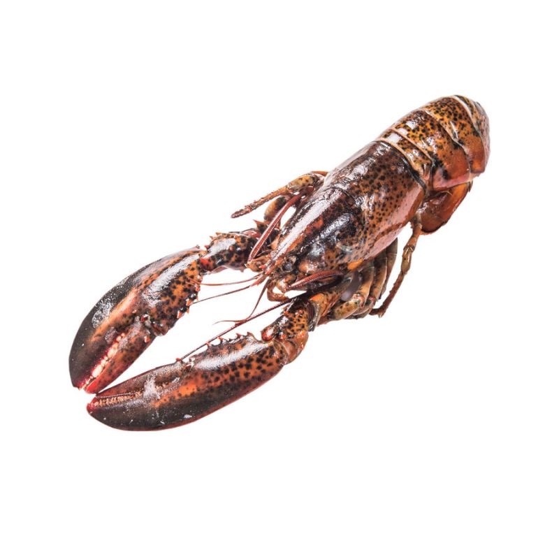 comprar bogavante a domicilio. Marisco cocido para navidad y